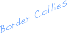 Border Collies