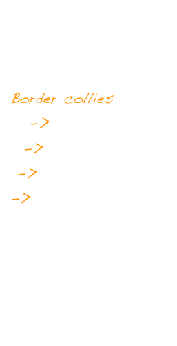 Home
Nicola
Addestramento
Border collies
   ->Maschi - Boys
  ->Femmine - Girls
 ->Cuccioli - Pups
->Statistiche
Twister
Tsunami
Lupin
Successi
Contatto